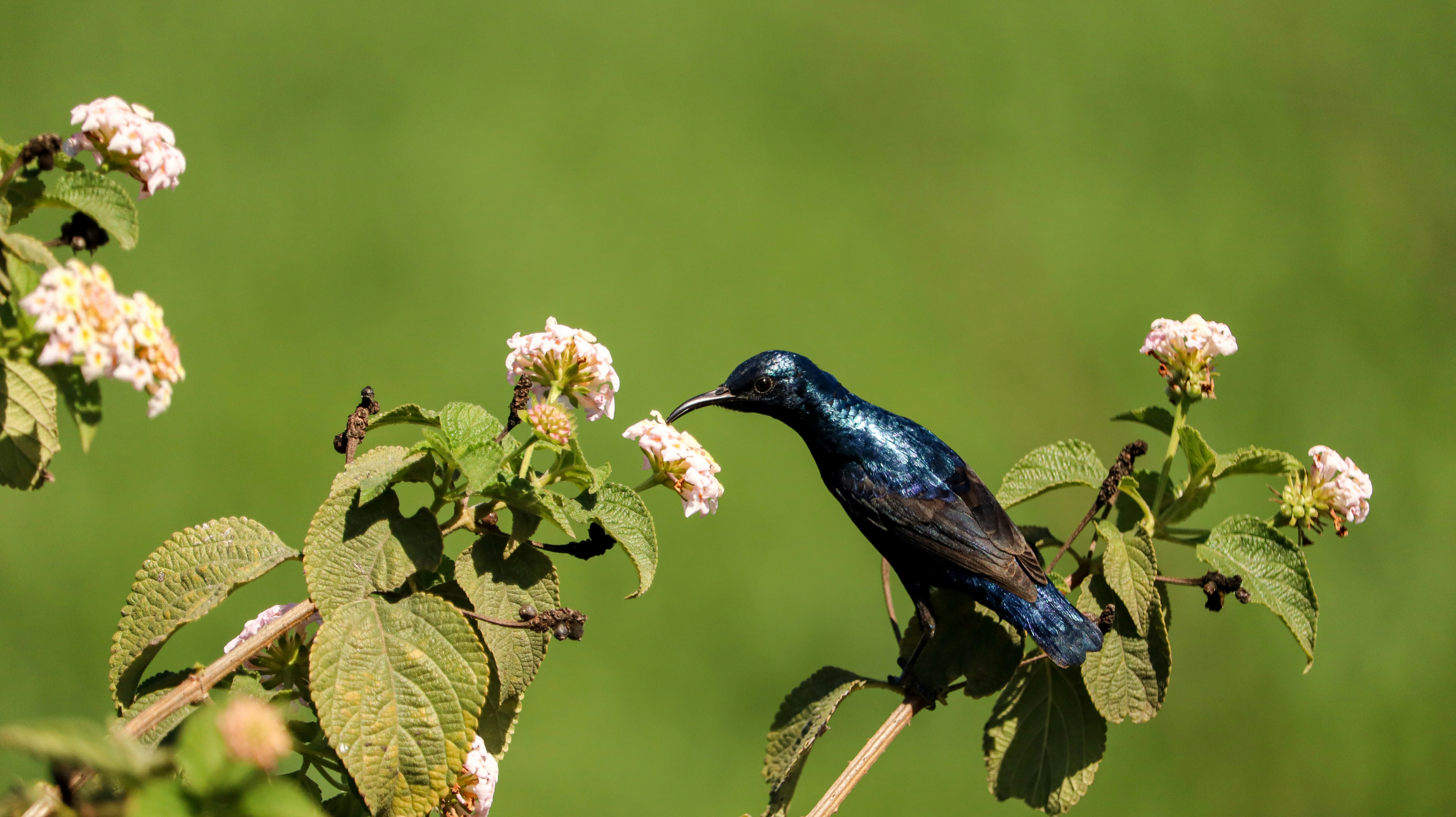 A blue bird sitting on top of a tree branch photo – Free Wallpaper 4k ...