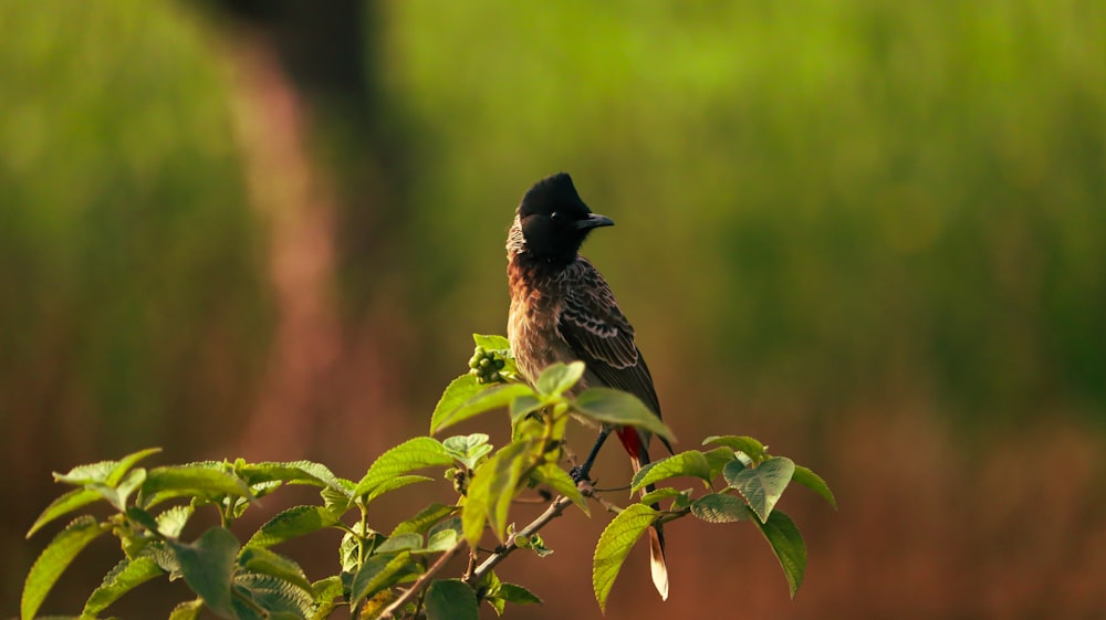 a bird sitting on top of a tree branch