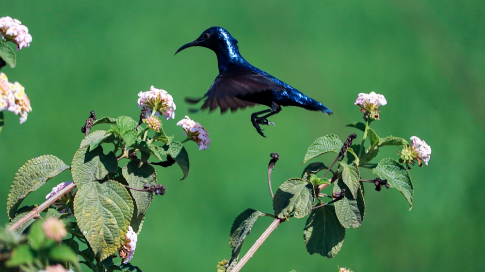 a blue bird is flying over a flower