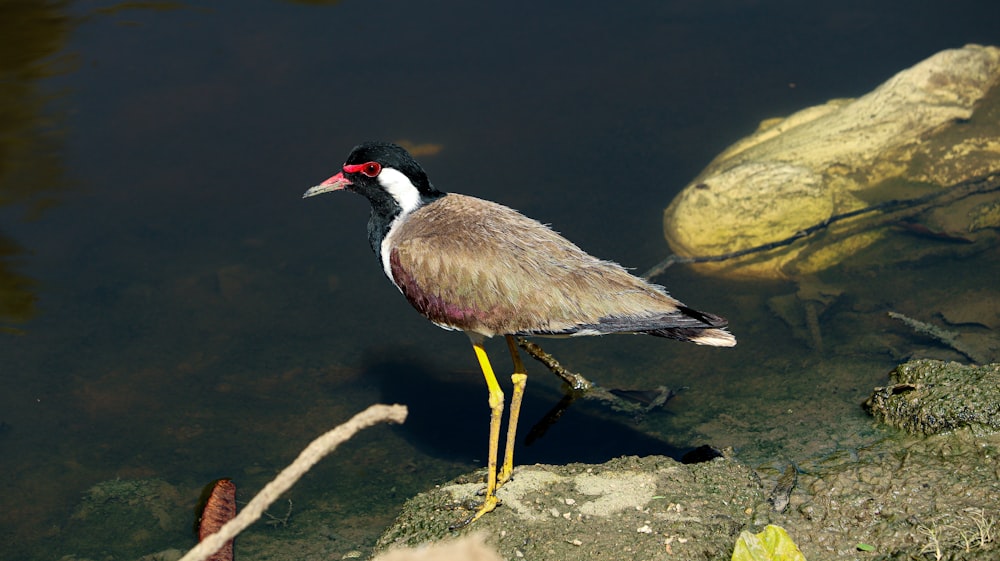 a bird standing on a rock in the water