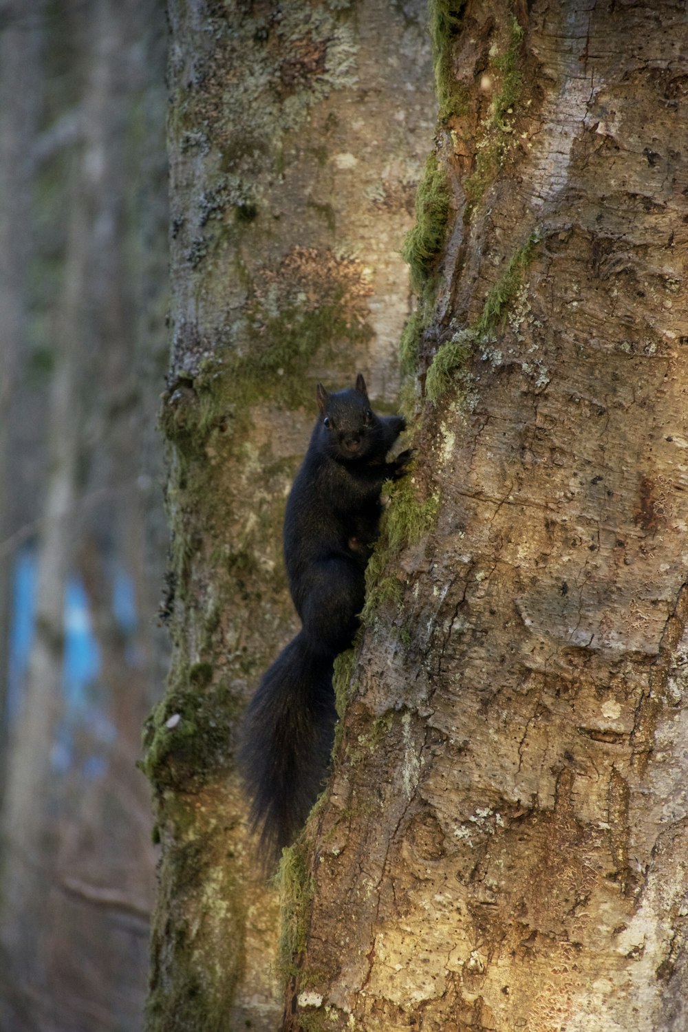 un écureuil noir grimpant sur le flanc d’un arbre