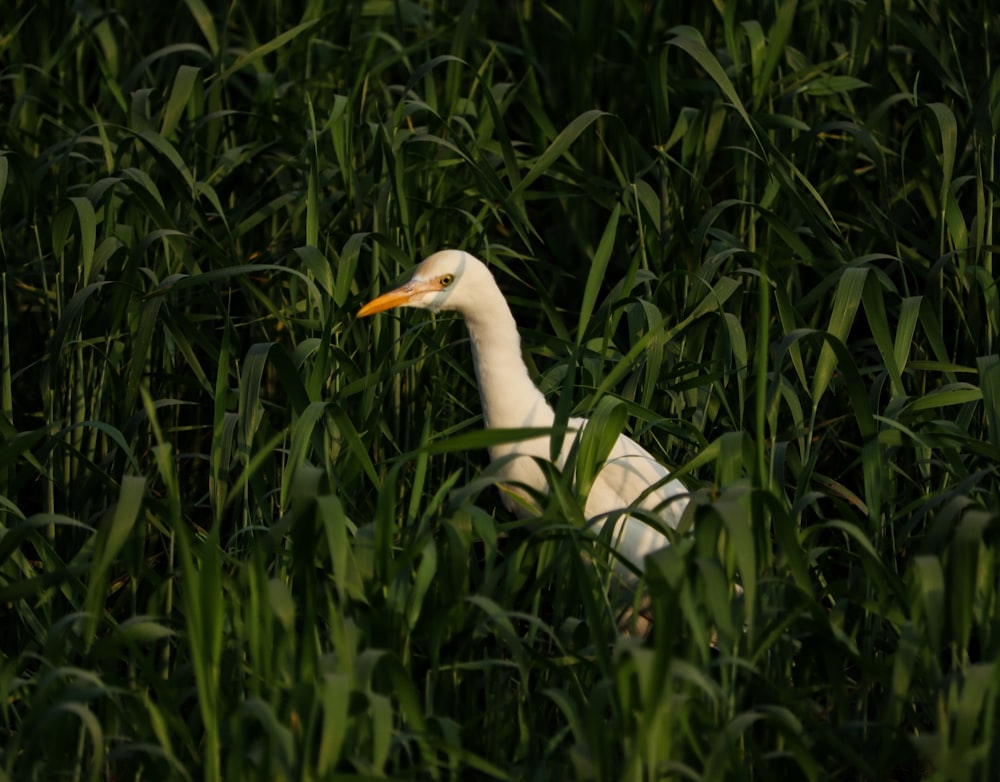 a white bird is sitting in the tall grass