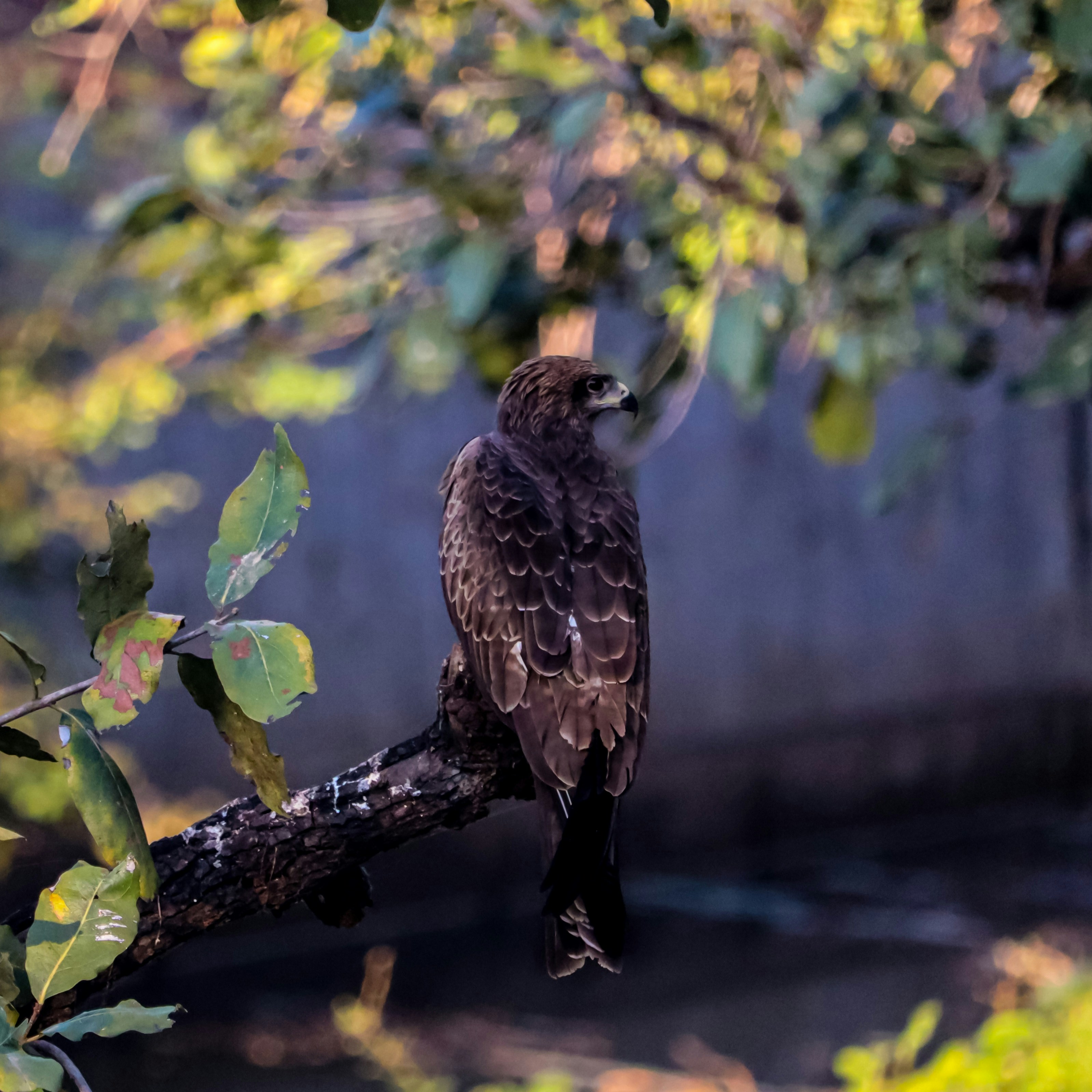 Photo by __mayankjpg__