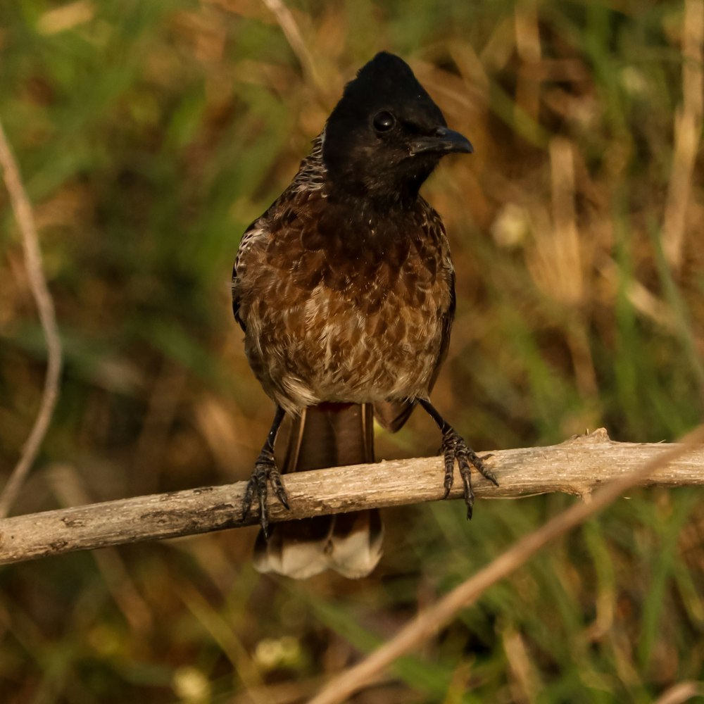 a brown and black bird sitting on a branch