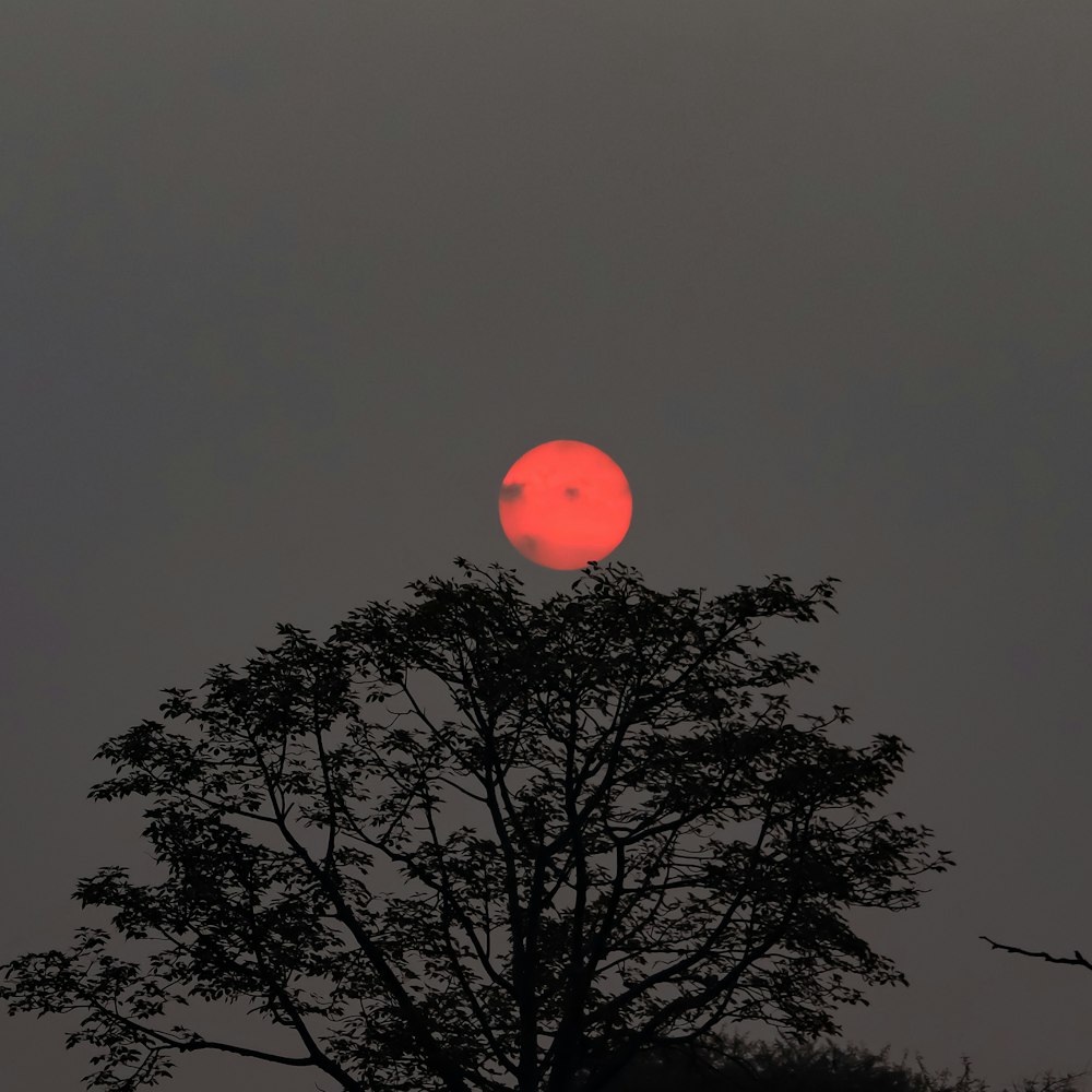 the sun is setting behind a tree in the sky