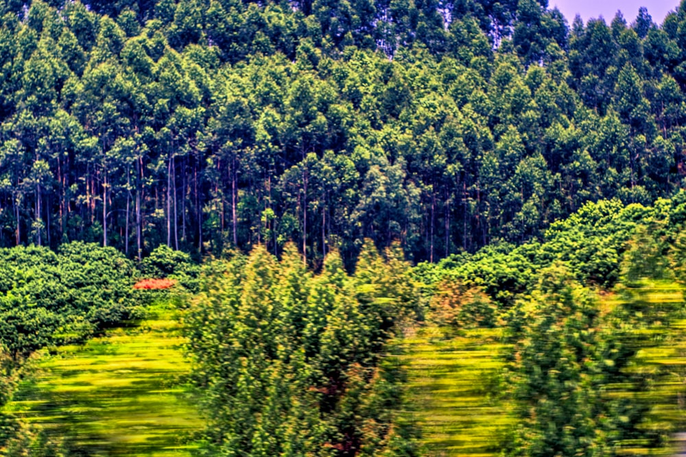 a view of a forest from a moving train