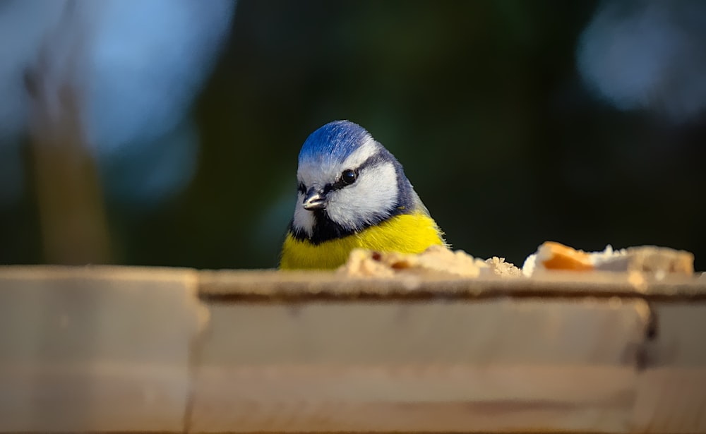 a blue and yellow bird sitting on top of a bird feeder