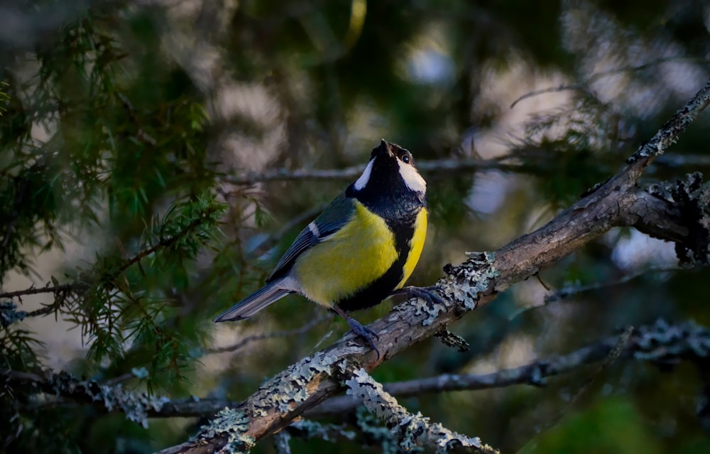 a yellow and black bird perched on a tree branch