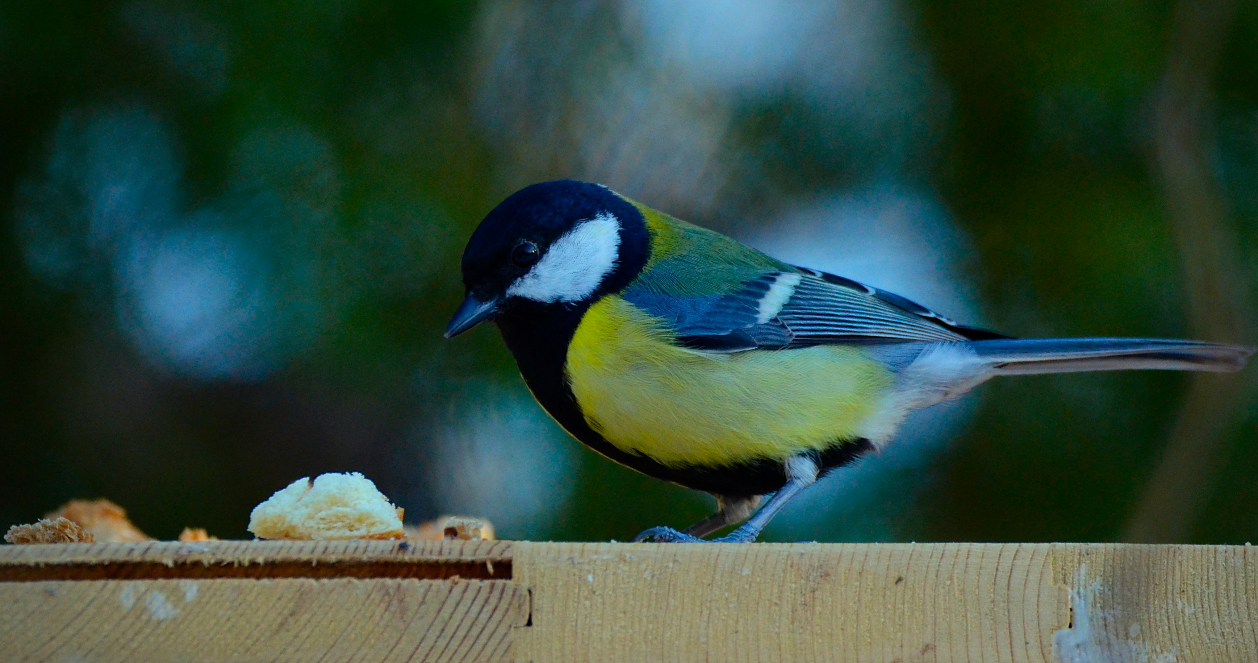a bird is sitting on a piece of wood