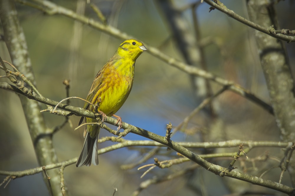 a yellow bird perched on a tree branch