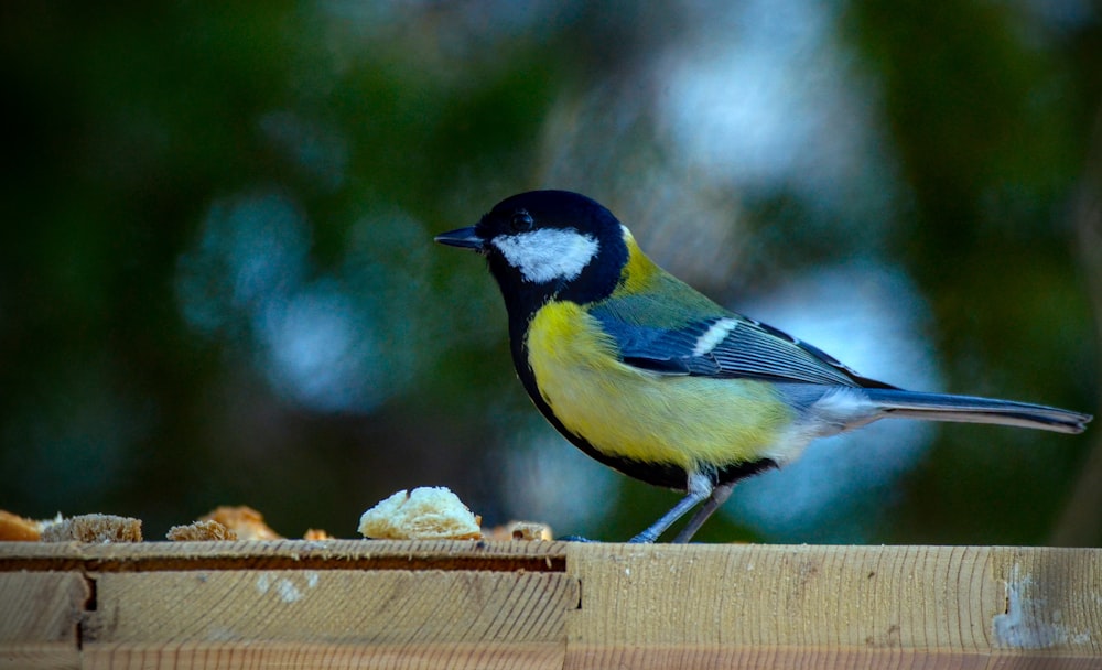 a blue and yellow bird sitting on a piece of wood