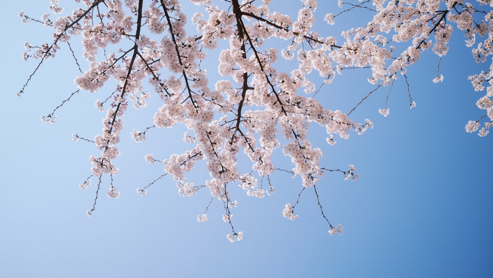 the branches of a cherry blossom tree against a blue sky