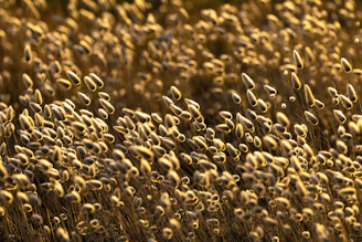 Golden sunlight illuminating a field of guar plants, highlighting the source of our key products.