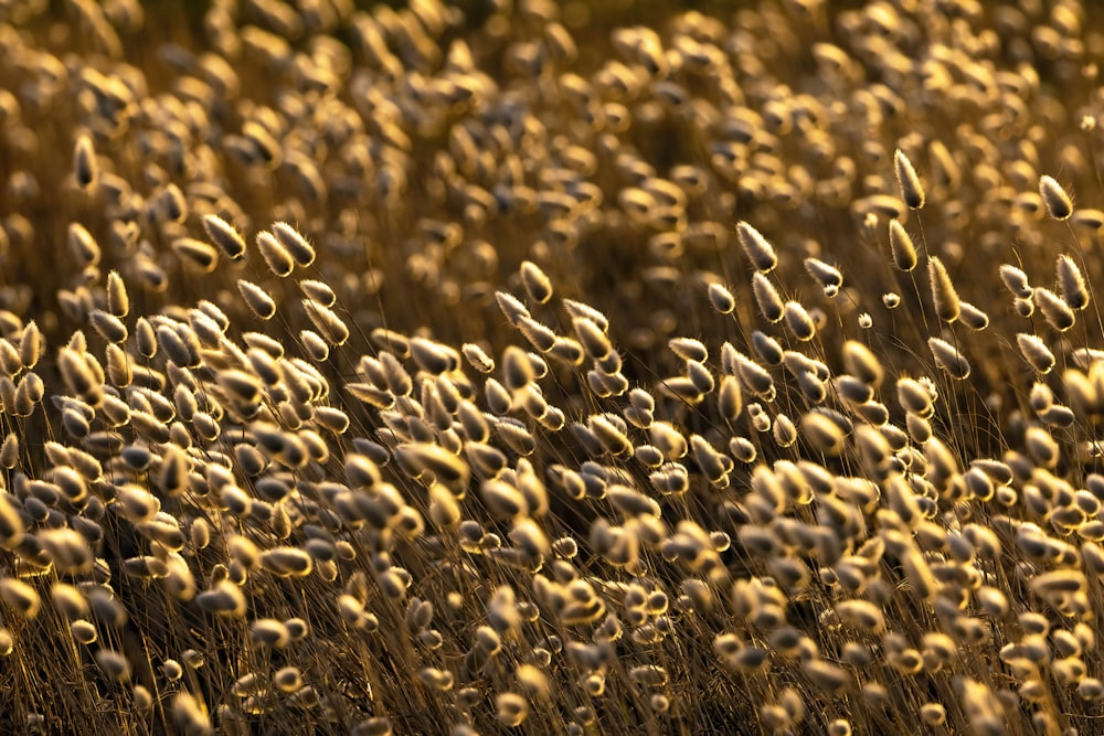 a field full of tall brown grass covered in lots of tiny white flowers