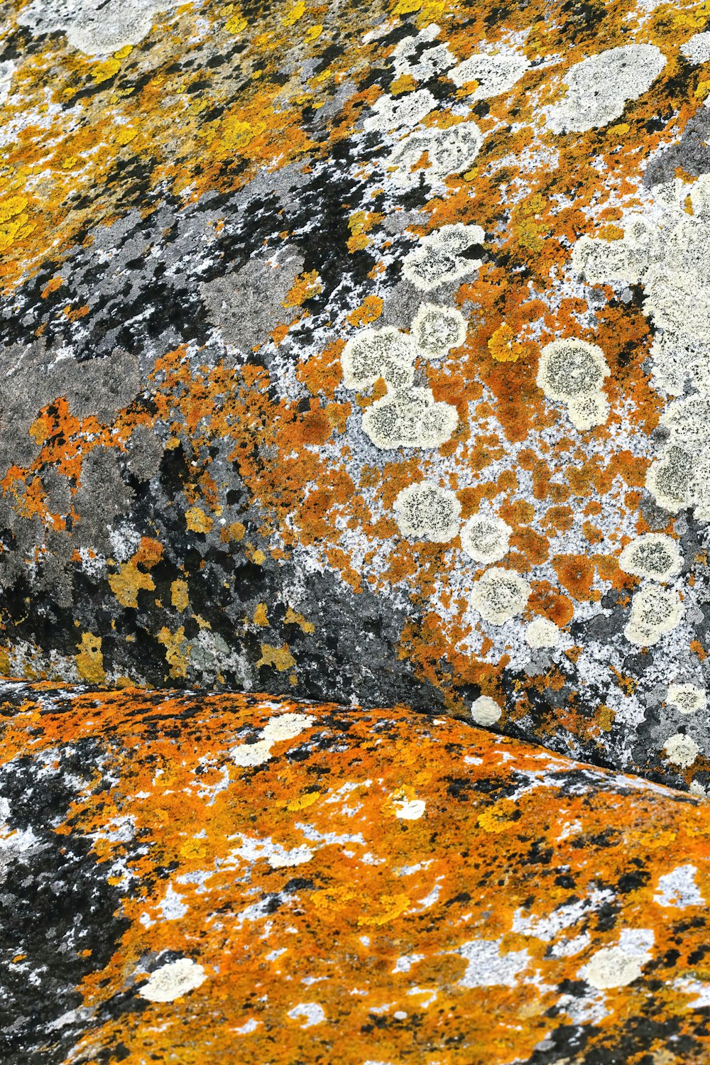 a rock covered in lichen and mossy moss