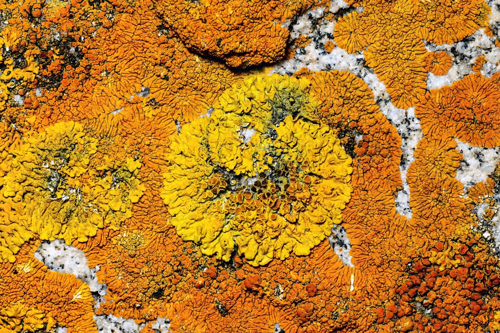 a close up of a rock with lichen on it