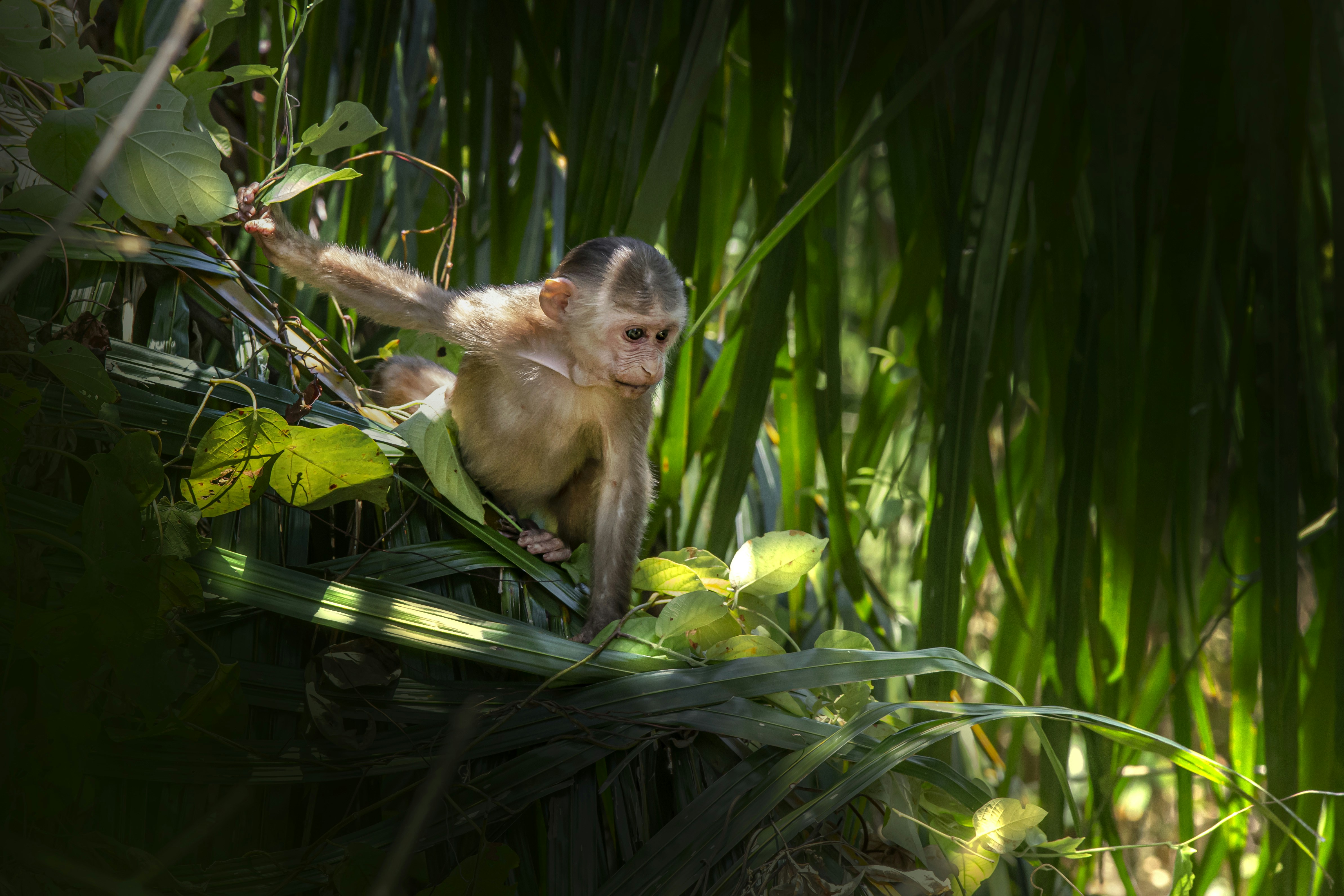 Passionate photographers have captured the most gorgeous animals in the world in their natural habitats and shared them with Unsplash. Now you can use these photos however you wish, for free!