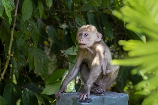 A young monkey is perched on a stone platform, surrounded by lush green foliage. Its expressive eyes look upward, adding a sense of curiosity and wonder.