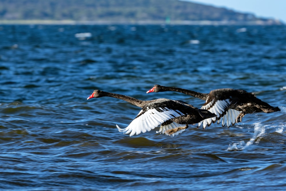 a couple of birds flying over a body of water