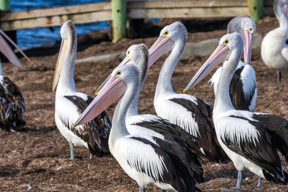 a group of pelicans are standing in the dirt