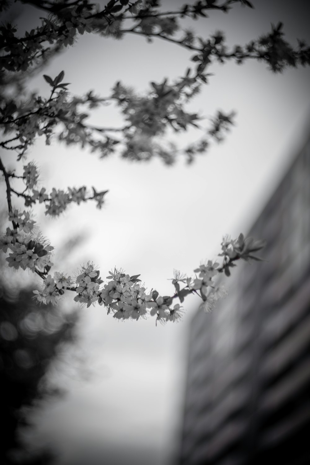 a black and white photo of a tree branch