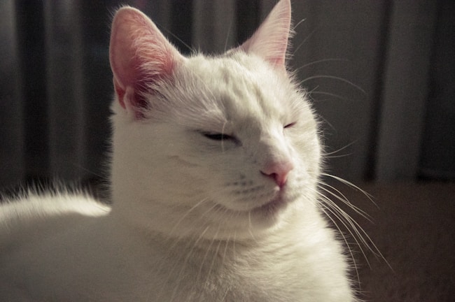 A happy cat sitting upright, eyes half-closed in contentment, surrounded by soft pastel colors.