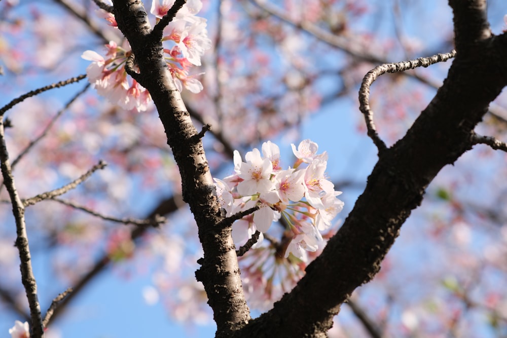 a close up of a tree with pink flowers