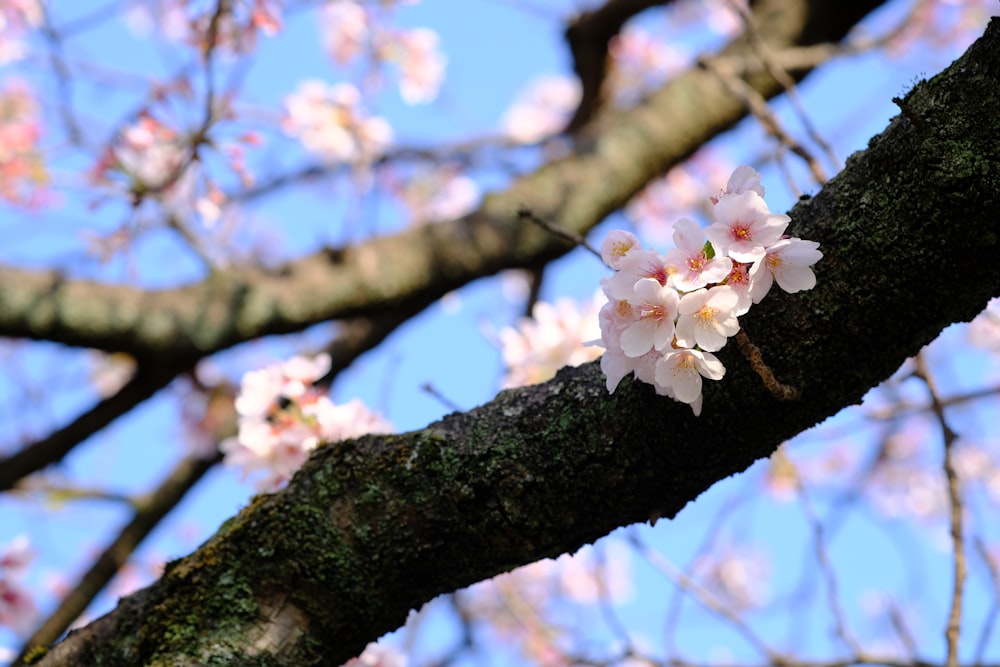 a branch of a tree with pink flowers