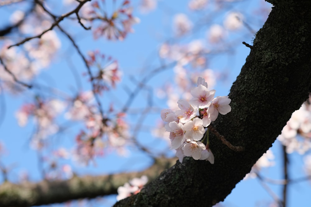 a branch of a tree with white flowers