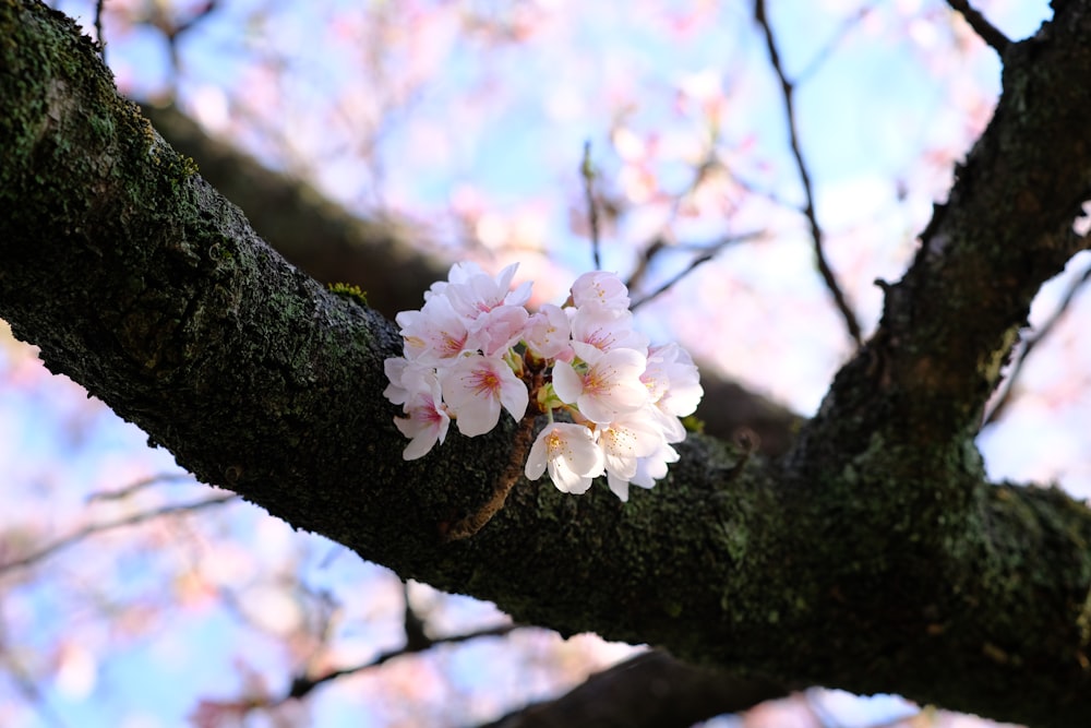 a branch of a tree with pink flowers