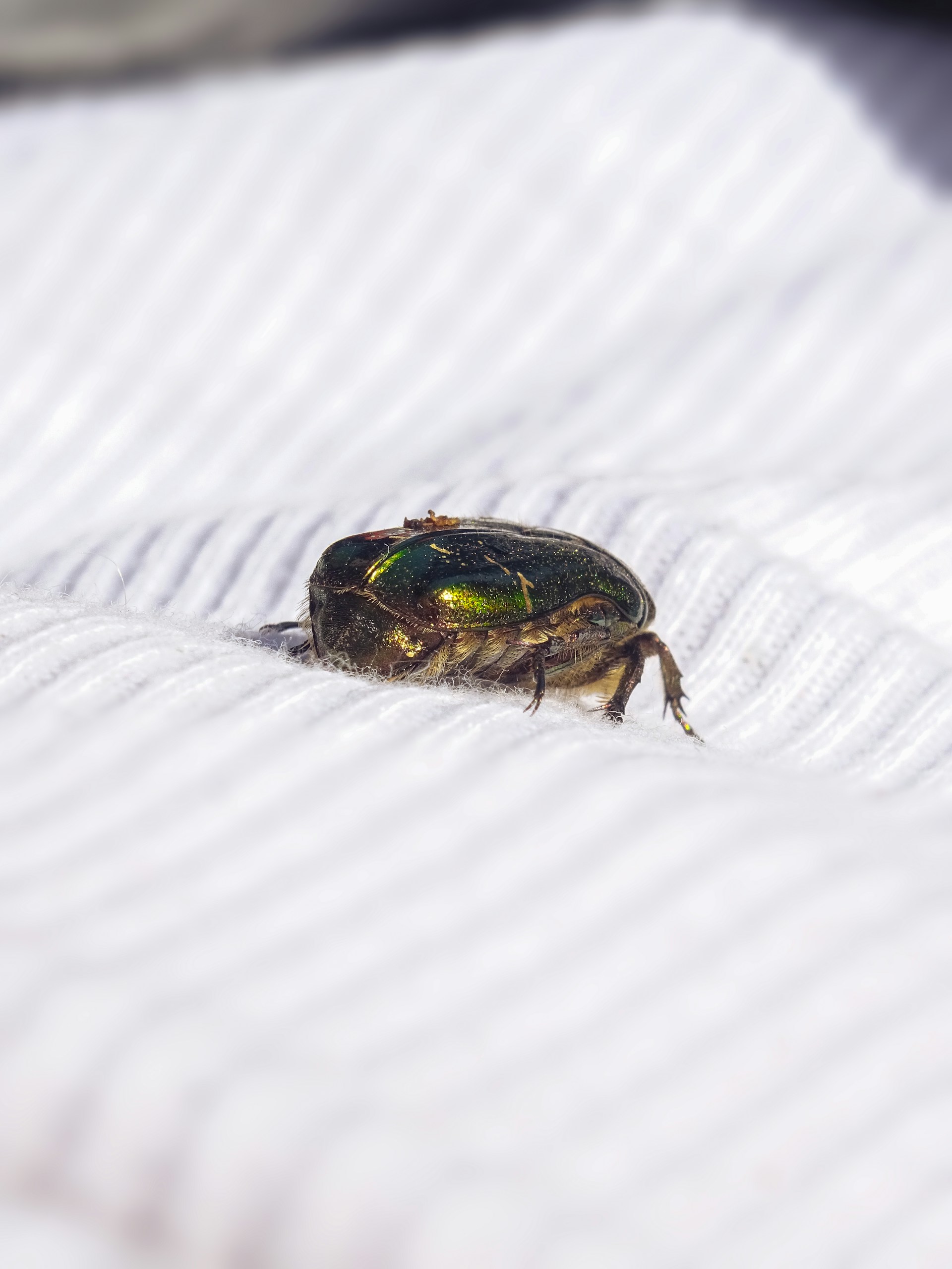 a bug sitting on top of a white sheet