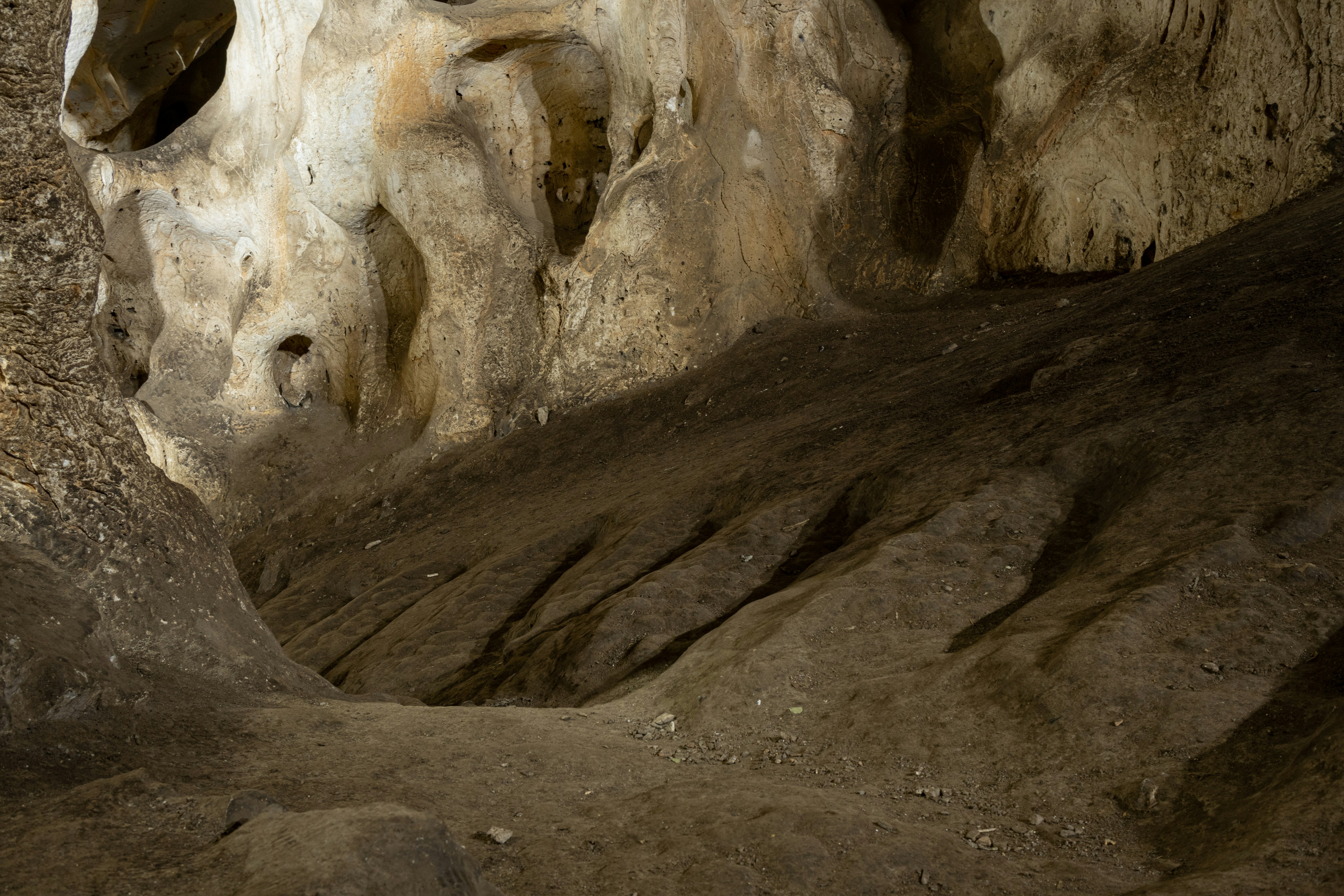 животное, стоящее в грязи