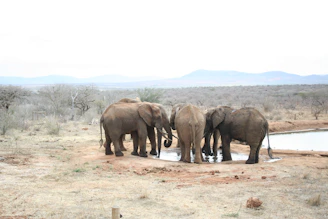 A group of travelers on safari watching elephants near a watering hole.