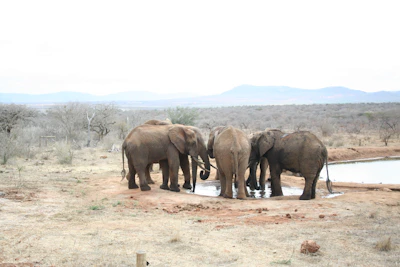 A group of travelers on safari watching elephants near a watering hole.