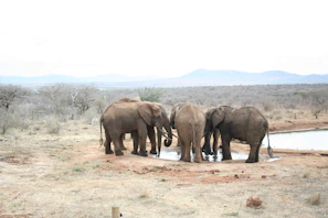 A luxury safari jeep parked beside a watering hole as elephants gather at dusk