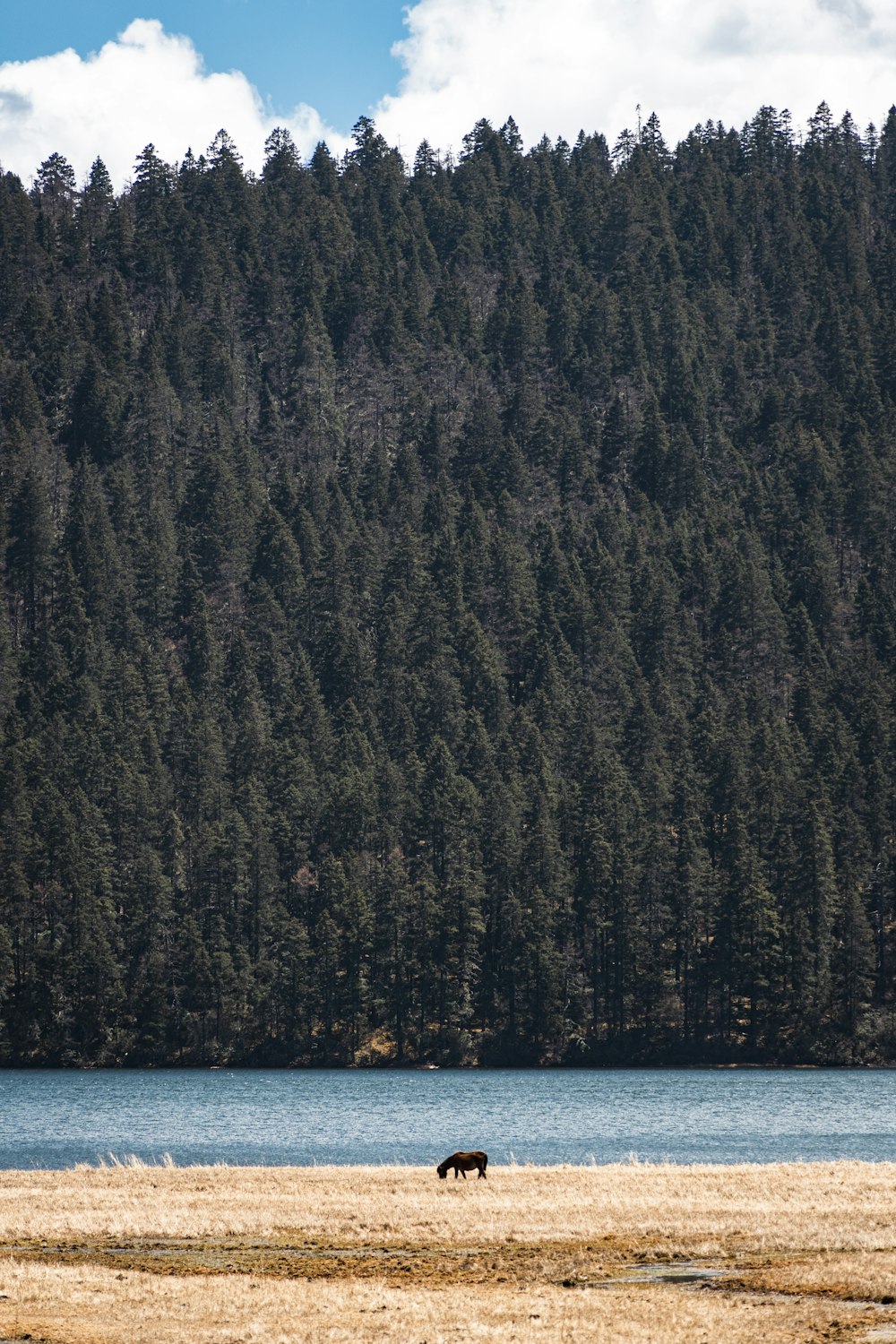 a horse is standing in a field near the water