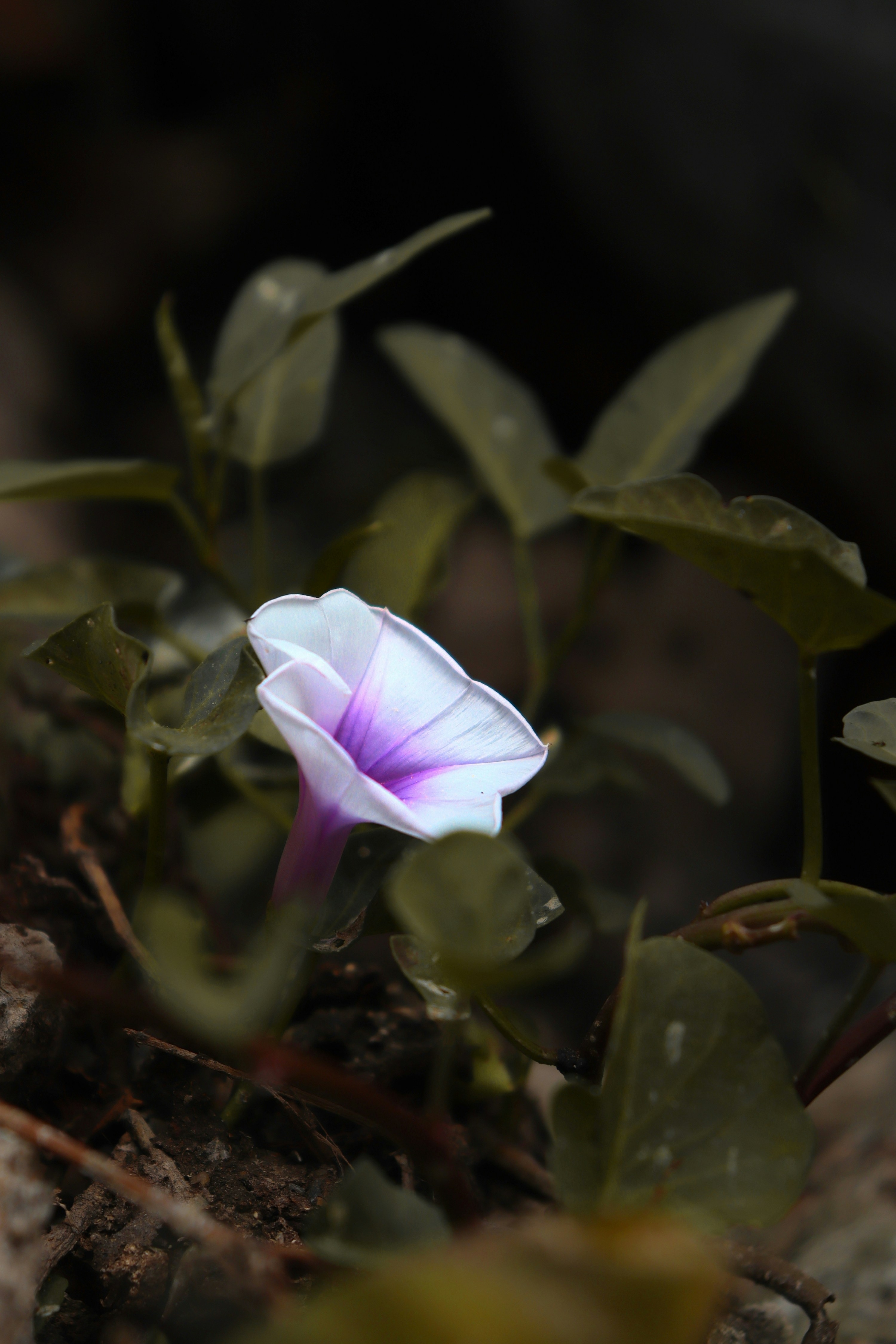 Photo by gowthamagm