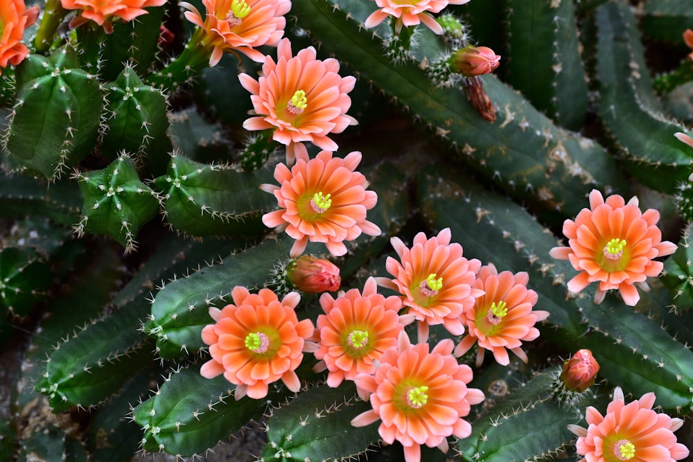 a close up of a bunch of flowers on a plant