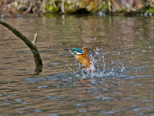 A vividly colored bird, possibly a kingfisher, is captured in the moment of diving into the water, creating splashes around it. The bird is predominantly orange, with hints of blue and white on its back and head. A submerged branch extends diagonally on the left side of the image, and the background shows blurred greenery.