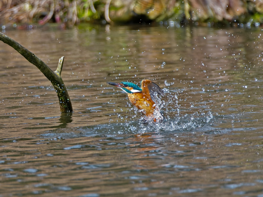 a colorful bird splashes water onto a body of water