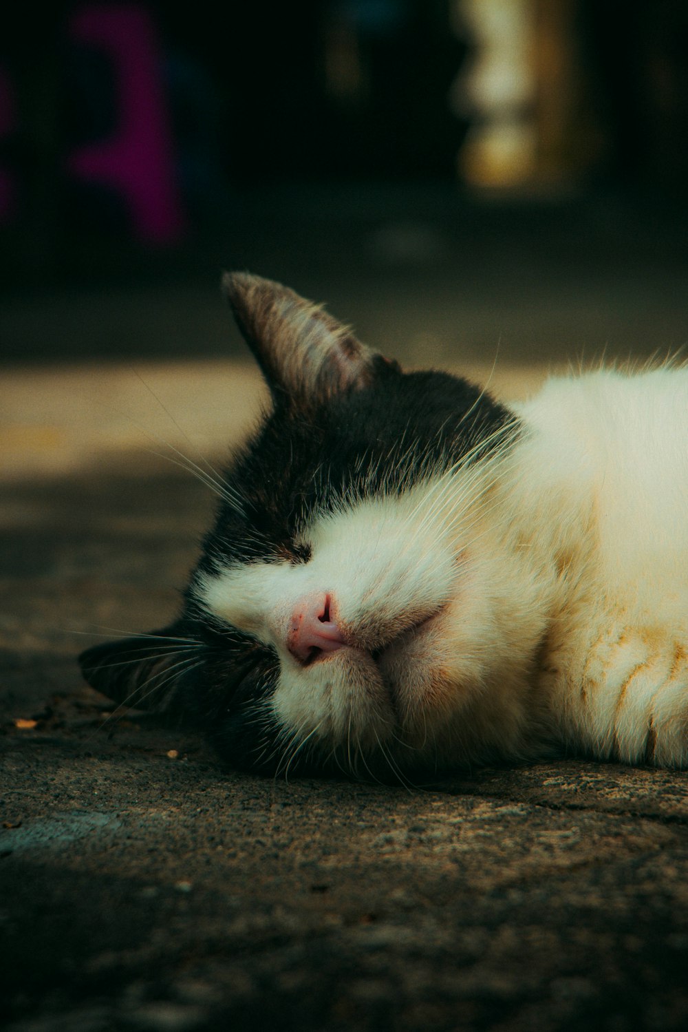 a black and white cat sleeping on the ground