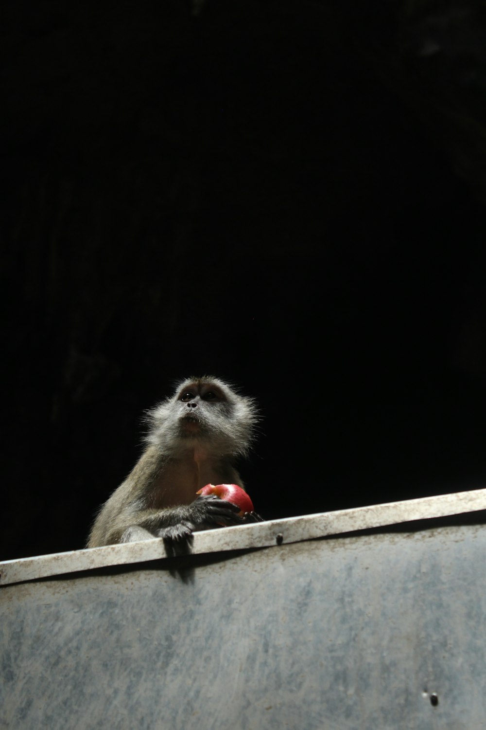 a monkey sitting on top of a cement wall