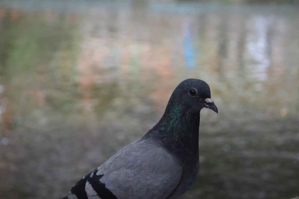 a pigeon standing on a rock near a body of water