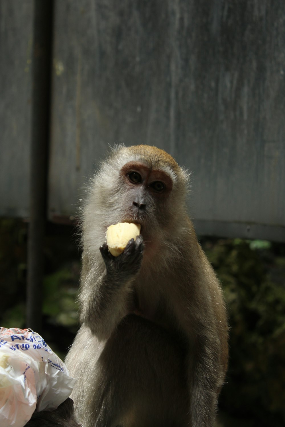 a monkey is eating a banana in a zoo