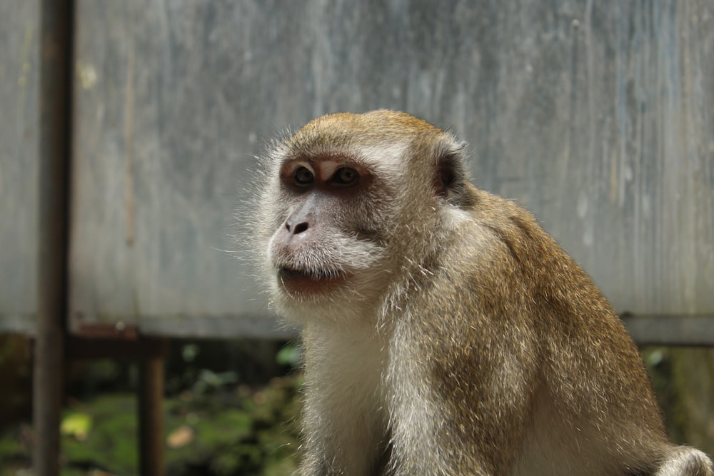 a small monkey sitting on top of a rock