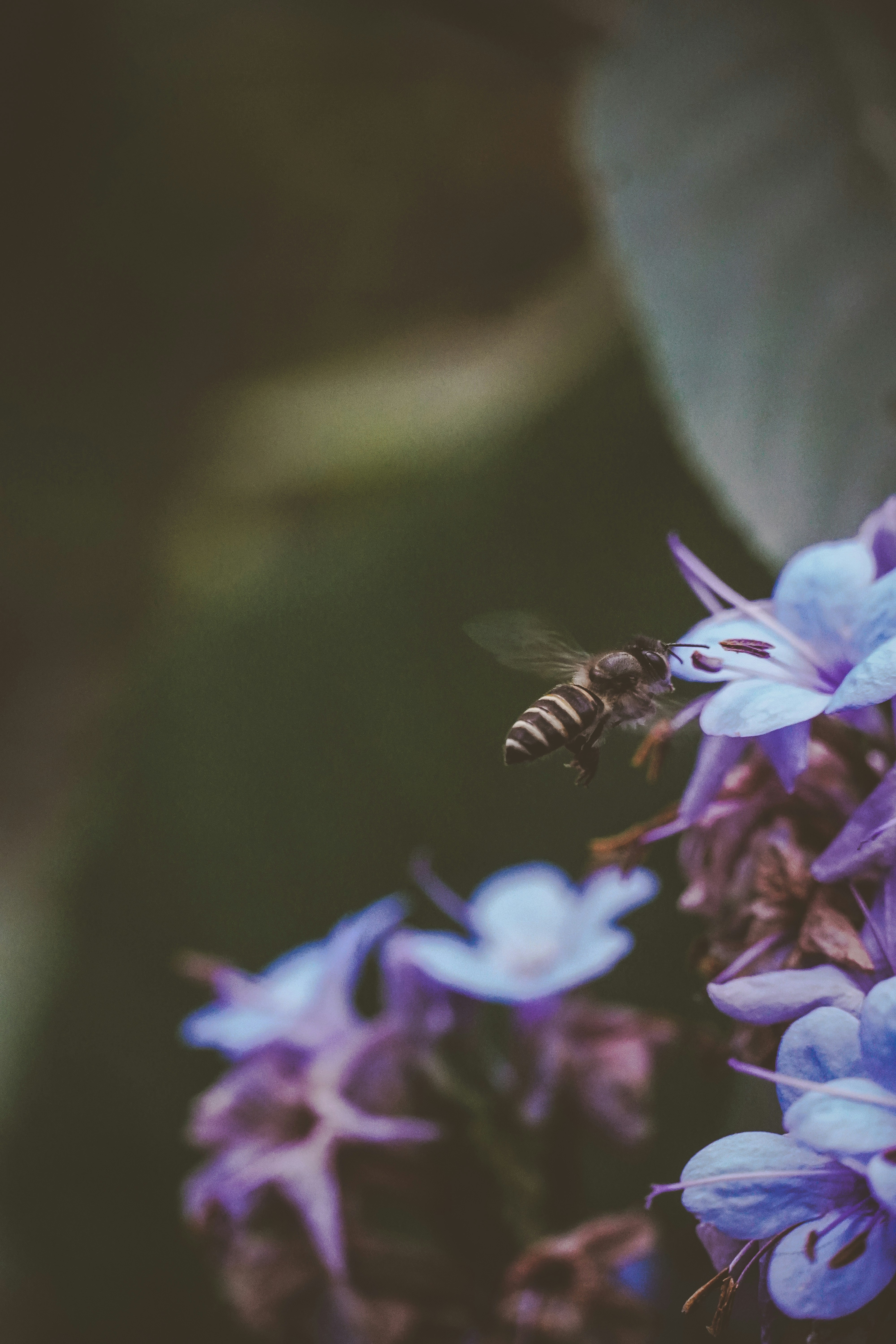 a bee flying over a bunch of purple flowers