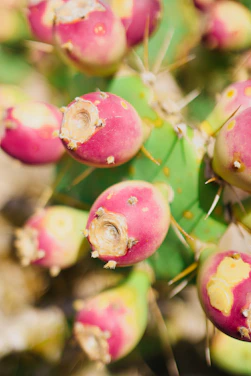 Close-up of ripe pitahaya fruits hanging on a vibrant green cactus plant under natural sunlight.