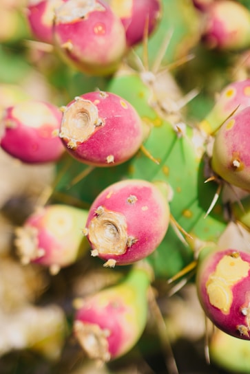 Close-up of a ripe, vibrant prickly pear cactus fruit glistening in the sunlight.