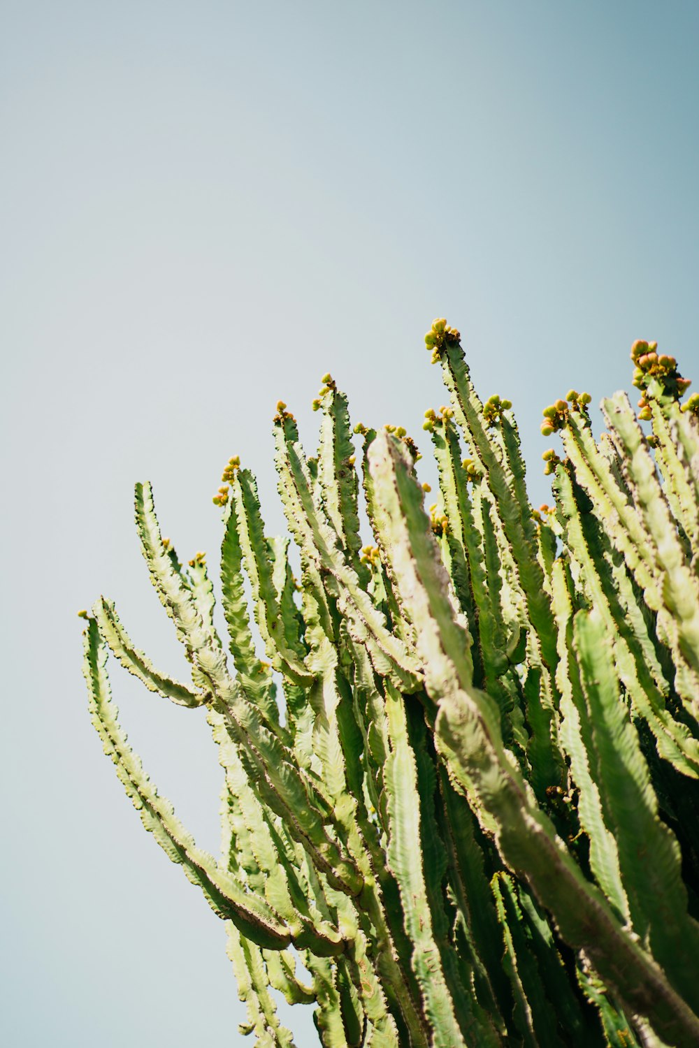 a large cactus plant with lots of green leaves