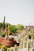 A variety of cacti and succulents are surrounded by rocks and a sandy terrain, creating a vibrant desert-like garden. Taller cacti stand prominently in the background, while smaller succulents and unique stones decorate the foreground. The bright sky contrasts with the earthy tones of the garden.
